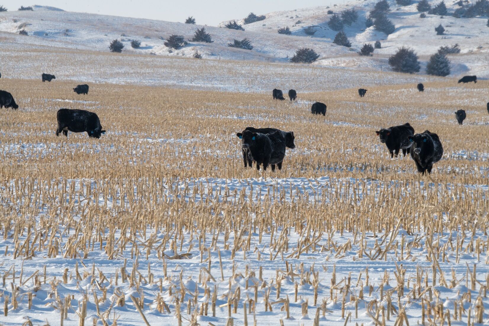 CC Cows on Stalks